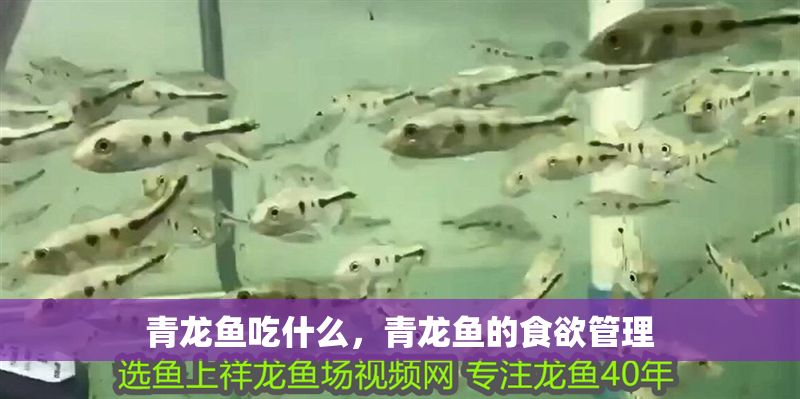 青龍魚吃什么,青龍魚的食欲管理 龍魚百科 第2張 青龍魚吃什么,青龍魚的食欲管理 青龍魚吃什么,青龍魚的食欲管理 龍魚百科 第2張