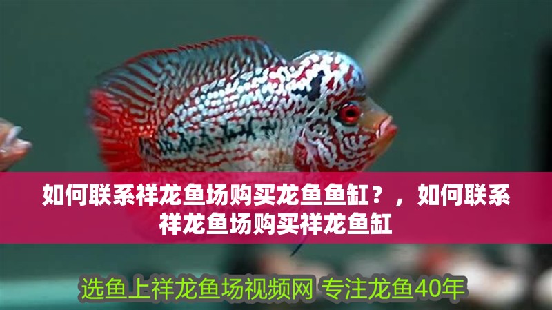 如何聯(lián)系祥龍魚(yú)場(chǎng)購(gòu)買(mǎi)龍魚(yú)魚(yú)缸？，如何聯(lián)系祥龍魚(yú)場(chǎng)購(gòu)買(mǎi)祥龍魚(yú)缸 如何聯(lián)系祥龍魚(yú)場(chǎng)購(gòu)買(mǎi)龍魚(yú)魚(yú)缸？，如何聯(lián)系祥龍魚(yú)場(chǎng)購(gòu)買(mǎi)祥龍魚(yú)缸 龍魚(yú)百科