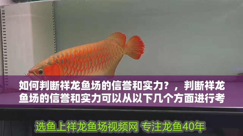 如何判斷祥龍魚場的信譽和實力？，判斷祥龍魚場的信譽和實力可以從以下幾個方面進行考察 如何判斷祥龍魚場的信譽和實力？，判斷祥龍魚場的信譽和實力可以從以下幾個方面進行考察 龍魚百科