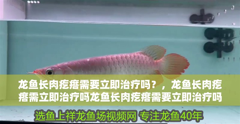 龍魚長肉疙瘩需要立即治療嗎？，龍魚長肉疙瘩需立即治療嗎龍魚長肉疙瘩需要立即治療嗎 龍魚長肉疙瘩需要立即治療嗎？，龍魚長肉疙瘩需立即治療嗎龍魚長肉疙瘩需要立即治療嗎 龍魚百科