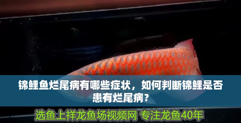 錦鯉魚爛尾病有哪些癥狀，如何判斷錦鯉是否患有爛尾病？ 錦鯉魚爛尾病有哪些癥狀，如何判斷錦鯉是否患有爛尾病？ 龍魚百科