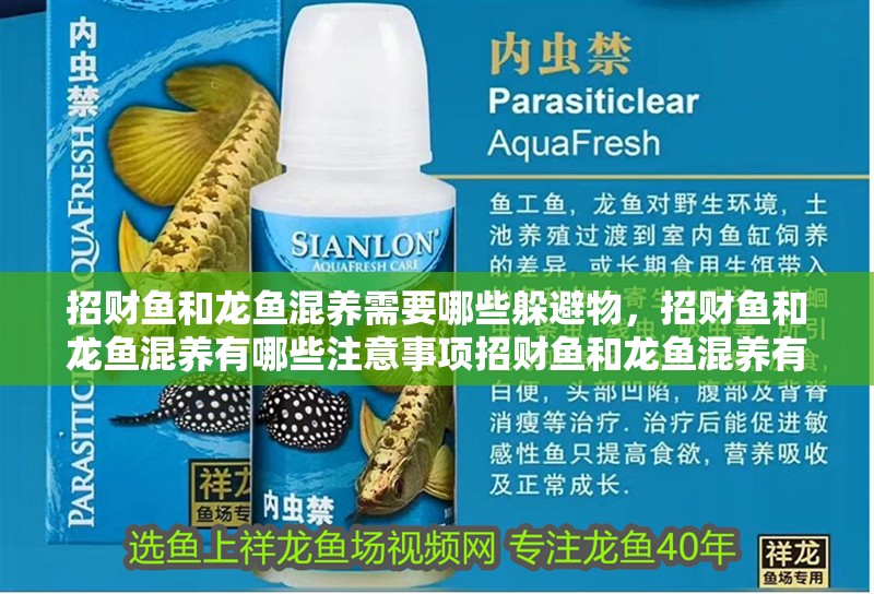 龍魚招財貓最忌三種東西 龍魚招財貓最忌三種東西 龍魚百科