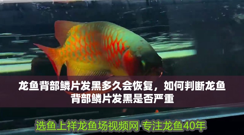 龍魚背部鱗片發黑多久會恢復，如何判斷龍魚背部鱗片發黑是否嚴重 龍魚背部鱗片發黑多久會恢復，如何判斷龍魚背部鱗片發黑是否嚴重 龍魚百科