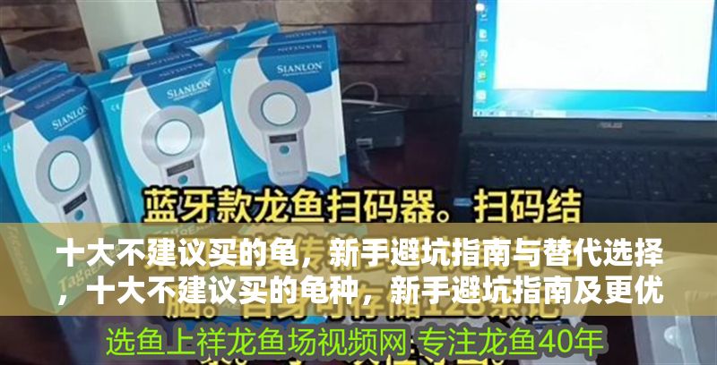 十大不建議買的龜，新手避坑指南與替代選擇，十大不建議買的龜種，新手避坑指南及更優替代方案