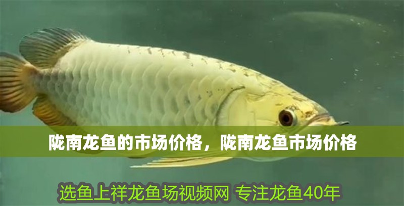 隴南龍魚的市場價格，隴南龍魚市場價格 隴南龍魚的市場價格，隴南龍魚市場價格 龍魚百科