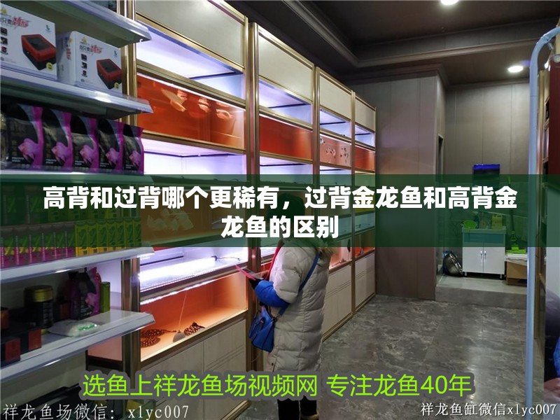 高背和過背哪個更稀有，過背金龍魚和高背金龍魚的區別 高背和過背哪個更稀有，過背金龍魚和高背金龍魚的區別 龍魚百科