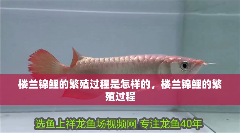 樓蘭錦鯉的繁殖過程是怎樣的，樓蘭錦鯉的繁殖過程 樓蘭錦鯉的繁殖過程是怎樣的，樓蘭錦鯉的繁殖過程 龍魚百科