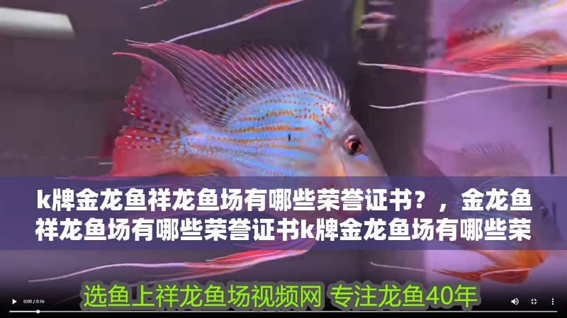 k牌金龍魚祥龍魚場有哪些榮譽證書？，金龍魚祥龍魚場有哪些榮譽證書k牌金龍魚場有哪些榮譽證書 k牌金龍魚祥龍魚場有哪些榮譽證書？，金龍魚祥龍魚場有哪些榮譽證書k牌金龍魚場有哪些榮譽證書 龍魚百科