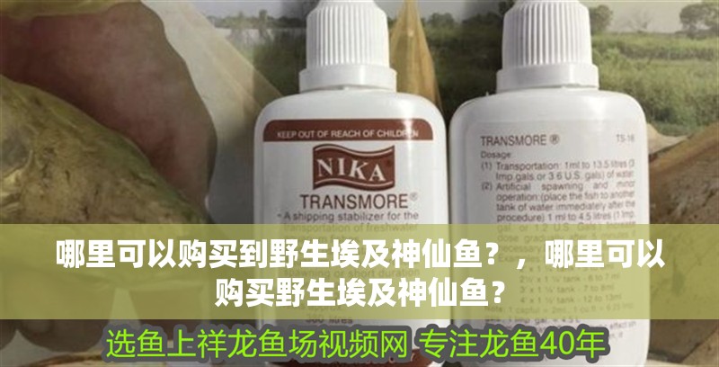 哪里可以購買到野生埃及神仙魚？，哪里可以購買野生埃及神仙魚？ 哪里可以購買到野生埃及神仙魚？，哪里可以購買野生埃及神仙魚？ 龍魚百科