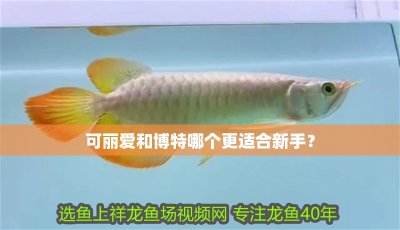 可麗愛和博特哪個更適合新手？ 可麗愛和博特哪個更適合新手？ 龍魚百科