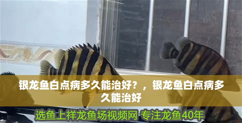 銀龍魚白點病多久能治好？，銀龍魚白點病多久能治好