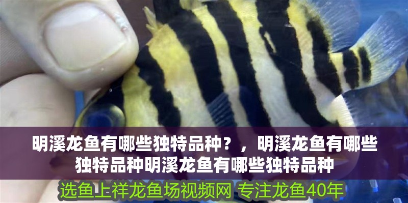 明溪龍魚有哪些獨特品種？，明溪龍魚有哪些獨特品種明溪龍魚有哪些獨特品種 明溪龍魚有哪些獨特品種？，明溪龍魚有哪些獨特品種明溪龍魚有哪些獨特品種 龍魚百科