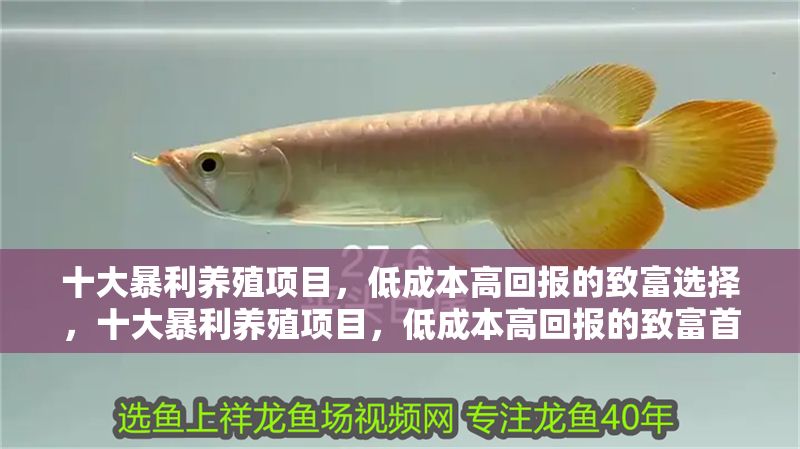 十大暴利養殖項目，低成本高回報的致富選擇，十大暴利養殖項目，低成本高回報的致富首選