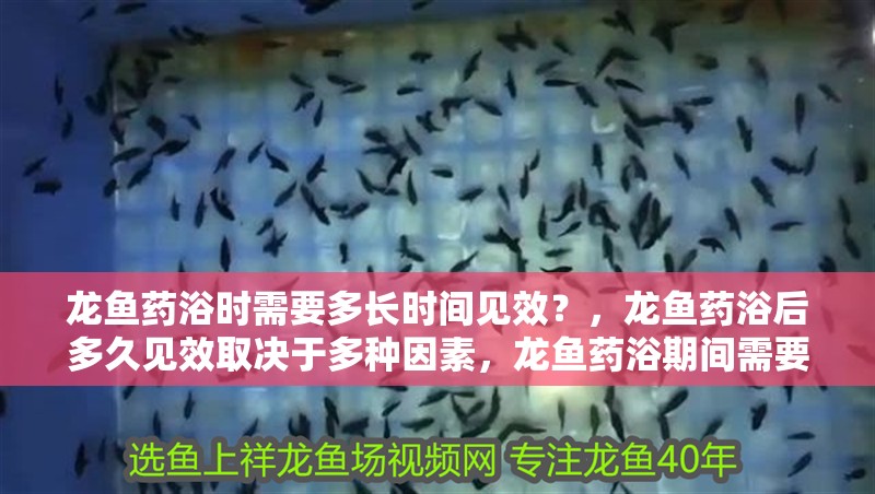 龍魚藥浴時需要多長時間見效？，龍魚藥浴后多久見效取決于多種因素，龍魚藥浴期間需要喂食嗎 龍魚藥浴時需要多長時間見效？，龍魚藥浴后多久見效取決于多種因素，龍魚藥浴期間需要喂食嗎 龍魚百科