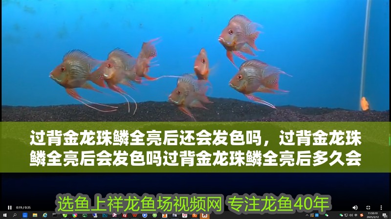 過背金龍珠鱗全亮后還會發色嗎，過背金龍珠鱗全亮后會發色嗎過背金龍珠鱗全亮后多久會發色
