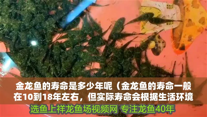 金龍魚的壽命是多少年呢（金龍魚的壽命一般在10到18年左右，但實際壽命會根據生活環境飼養）