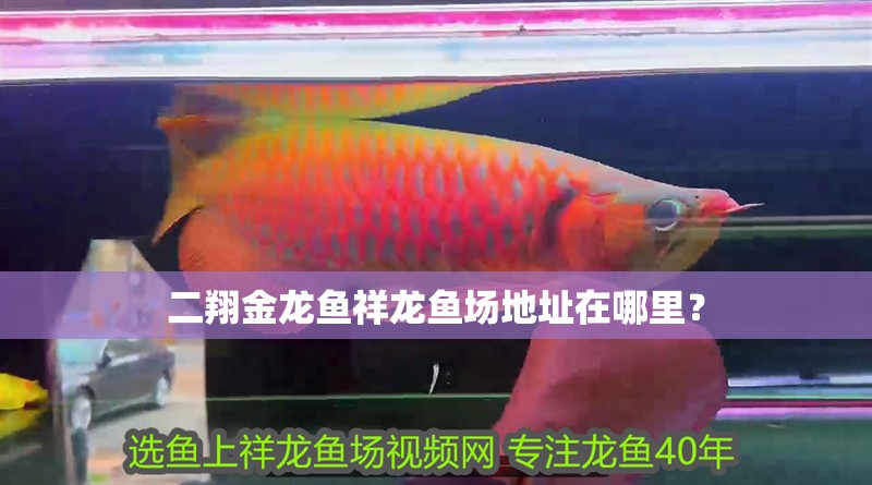 二翔金龍魚祥龍魚場地址在哪里？ 二翔金龍魚祥龍魚場地址在哪里？ 龍魚百科