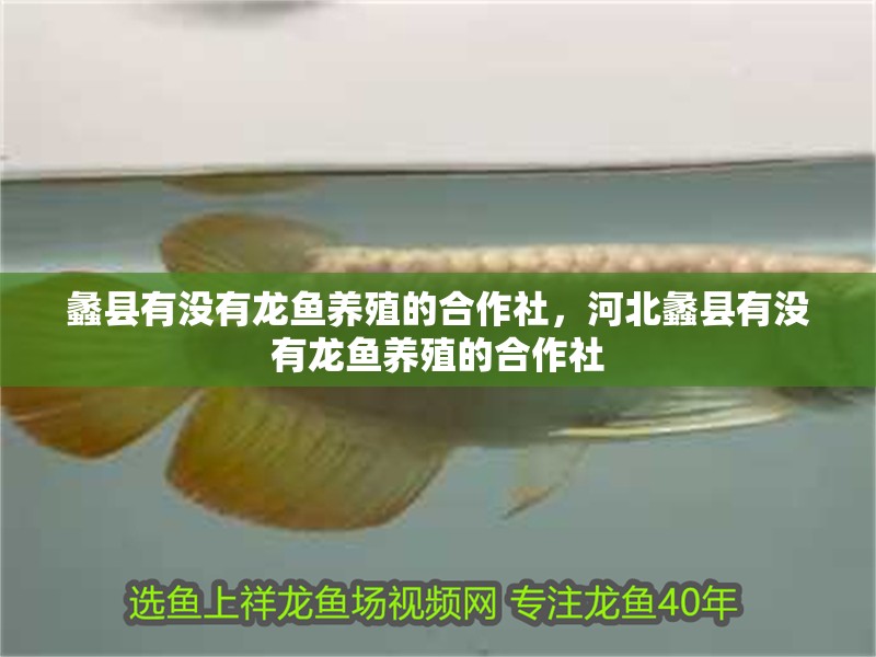 蠡縣有沒有龍魚養(yǎng)殖的合作社，河北蠡縣有沒有龍魚養(yǎng)殖的合作社 蠡縣有沒有龍魚養(yǎng)殖的合作社，河北蠡縣有沒有龍魚養(yǎng)殖的合作社 龍魚百科