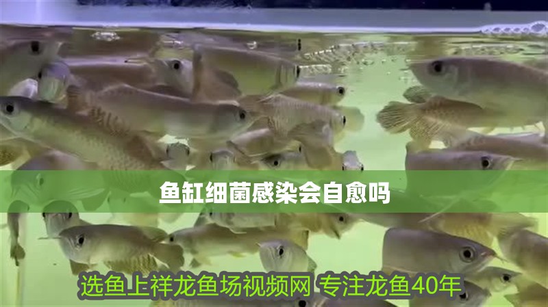 魚缸細菌感染會自愈嗎 魚缸細菌感染會自愈嗎 龍魚百科