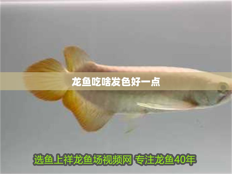 龍魚吃啥發(fā)色好一點(diǎn) 龍魚百科 第2張 龍魚吃啥發(fā)色好一點(diǎn) 龍魚吃啥發(fā)色好一點(diǎn) 龍魚百科 第2張
