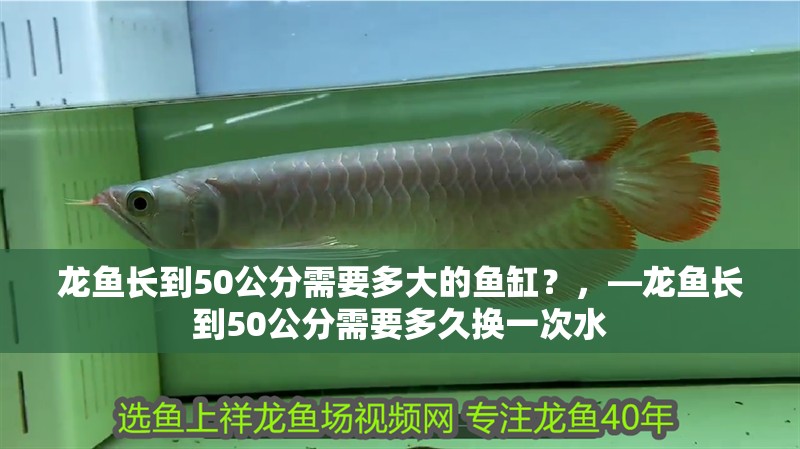 龍魚長(zhǎng)到50公分需要多大的魚缸？，—龍魚長(zhǎng)到50公分需要多久換一次水 龍魚長(zhǎng)到50公分需要多大的魚缸？，—龍魚長(zhǎng)到50公分需要多久換一次水 龍魚百科