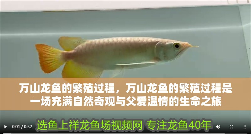 萬山龍魚的繁殖過程，萬山龍魚的繁殖過程是一場充滿自然奇觀與父愛溫情的生命之旅 萬山龍魚的繁殖過程，萬山龍魚的繁殖過程是一場充滿自然奇觀與父愛溫情的生命之旅 龍魚百科