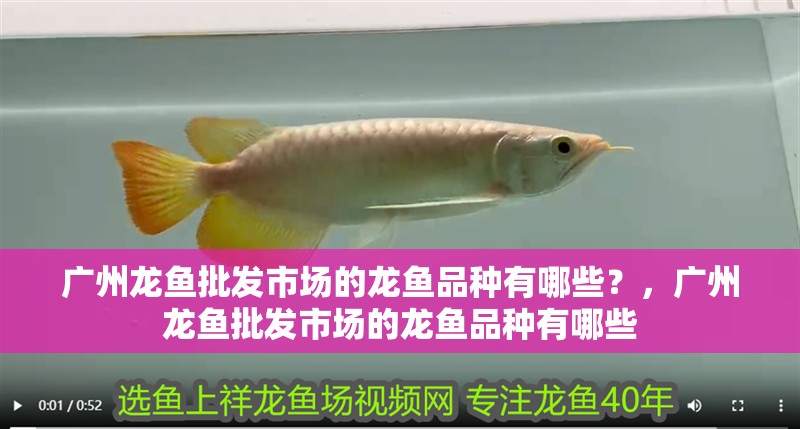 廣州龍魚批發(fā)市場的龍魚品種有哪些？，廣州龍魚批發(fā)市場的龍魚品種有哪些 廣州龍魚批發(fā)市場的龍魚品種有哪些？，廣州龍魚批發(fā)市場的龍魚品種有哪些 龍魚百科