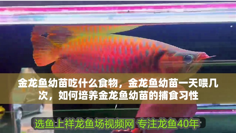 金龍魚幼苗吃什么食物，金龍魚幼苗一天喂幾次，如何培養金龍魚幼苗的捕食習性