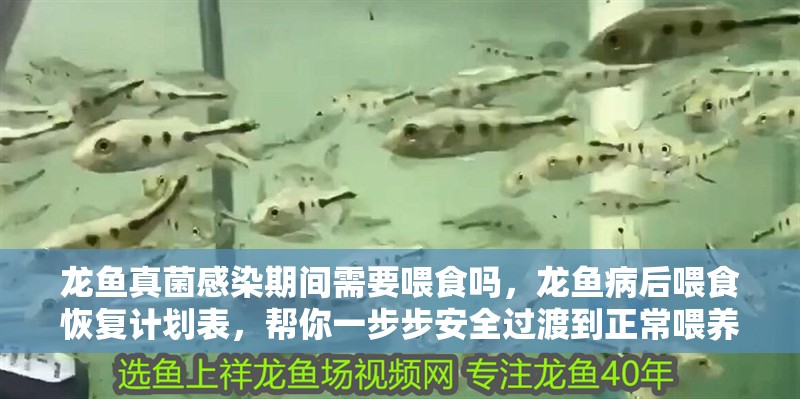 龍魚真菌感染期間需要喂食嗎，龍魚病后喂食恢復(fù)計劃表，幫你一步步安全過渡到正常喂養(yǎng)？ 龍魚真菌感染期間需要喂食嗎，龍魚病后喂食恢復(fù)計劃表，幫你一步步安全過渡到正常喂養(yǎng)？ 龍魚百科