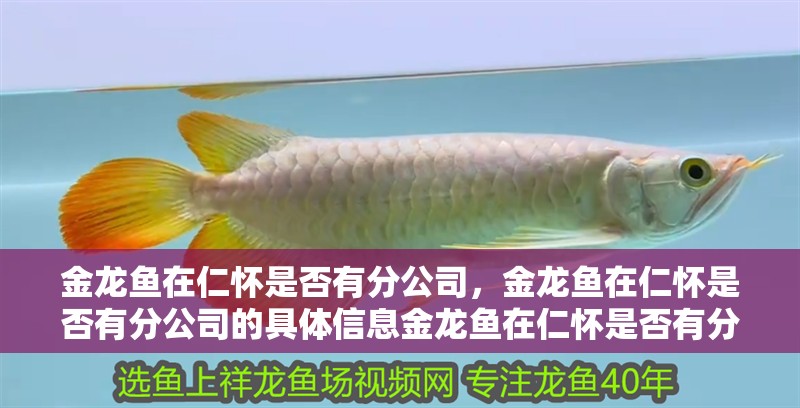 金龍魚在仁懷是否有分公司，金龍魚在仁懷是否有分公司的具體信息金龍魚在仁懷是否有分公司 金龍魚在仁懷是否有分公司，金龍魚在仁懷是否有分公司的具體信息金龍魚在仁懷是否有分公司 龍魚百科