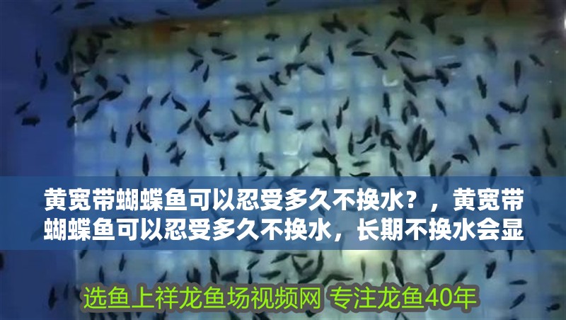 黃寬帶蝴蝶魚可以忍受多久不換水？，黃寬帶蝴蝶魚可以忍受多久不換水，長期不換水會(huì)顯著增加患病風(fēng)險(xiǎn) 黃寬帶蝴蝶魚可以忍受多久不換水？，黃寬帶蝴蝶魚可以忍受多久不換水，長期不換水會(huì)顯著增加患病風(fēng)險(xiǎn) 龍魚百科