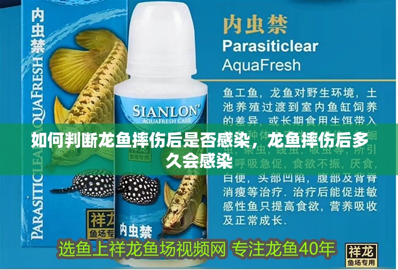 如何判斷龍魚摔傷后是否感染，龍魚摔傷后多久會感染
