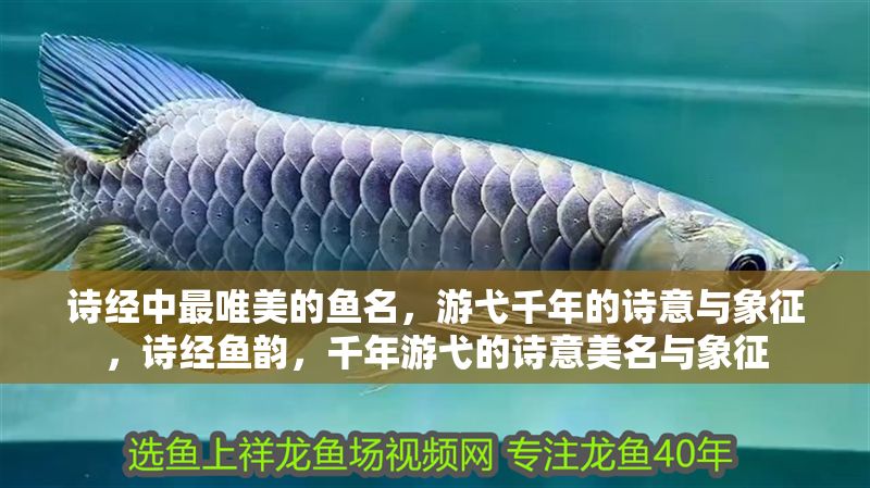 詩經中最唯美的魚名，游弋千年的詩意與象征，詩經魚韻，千年游弋的詩意美名與象征
