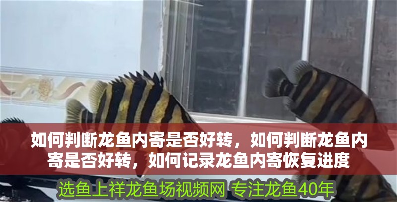 如何判斷龍魚內寄是否好轉，如何判斷龍魚內寄是否好轉，如何記錄龍魚內寄恢復進度 如何判斷龍魚內寄是否好轉，如何判斷龍魚內寄是否好轉，如何記錄龍魚內寄恢復進度 龍魚百科