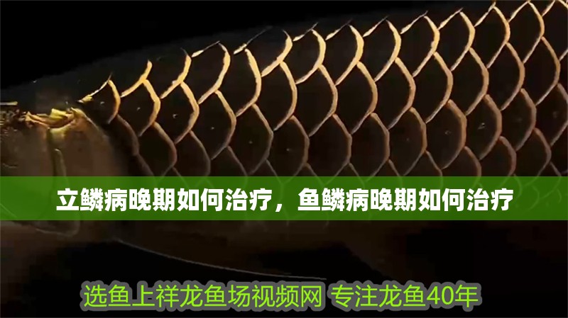 立鱗病晚期如何治療，魚鱗病晚期如何治療 立鱗病晚期如何治療，魚鱗病晚期如何治療 龍魚百科