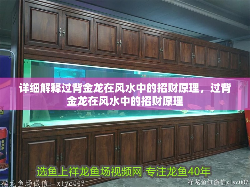 詳細解釋過背金龍在風水中的招財原理，過背金龍在風水中的招財原理 詳細解釋過背金龍在風水中的招財原理，過背金龍在風水中的招財原理 龍魚百科