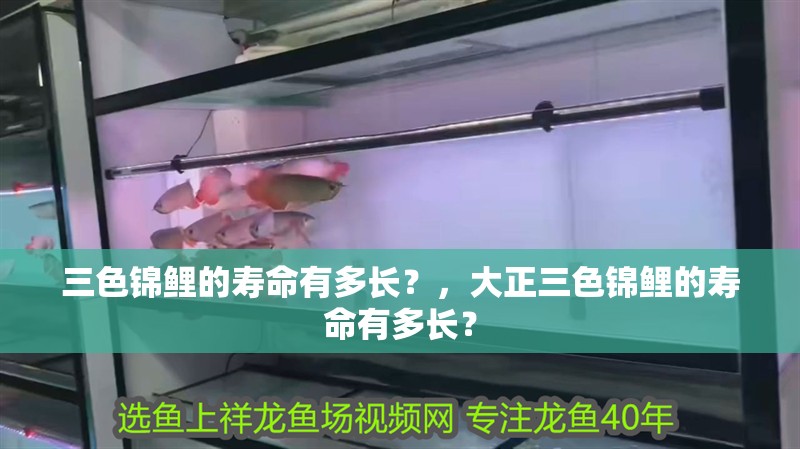 三色錦鯉的壽命有多長？，大正三色錦鯉的壽命有多長？ 三色錦鯉的壽命有多長？，大正三色錦鯉的壽命有多長？ 龍魚百科