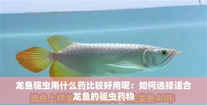 龍魚驅蟲用什么藥比較好用呢:如何選擇適合龍魚的驅蟲藥物 龍魚百科 第2張 龍魚驅蟲用什么藥比較好用呢:如何選擇適合龍魚的驅蟲藥物 龍魚驅蟲用什么藥比較好用呢:如何選擇適合龍魚的驅蟲藥物 龍魚百科 第2張