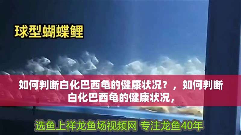 如何判斷白化巴西龜?shù)慕】禒顩r？，如何判斷白化巴西龜?shù)慕】禒顩r， 如何判斷白化巴西龜?shù)慕】禒顩r？，如何判斷白化巴西龜?shù)慕】禒顩r， 龍魚百科