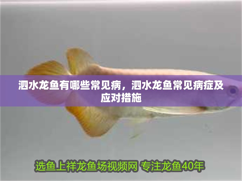 泗水龍魚(yú)有哪些常見(jiàn)病，泗水龍魚(yú)常見(jiàn)病癥及應(yīng)對(duì)措施