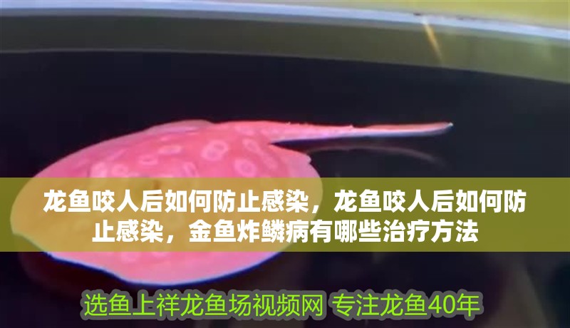 龍魚咬人后如何防止感染，龍魚咬人后如何防止感染，金魚炸鱗病有哪些治療方法