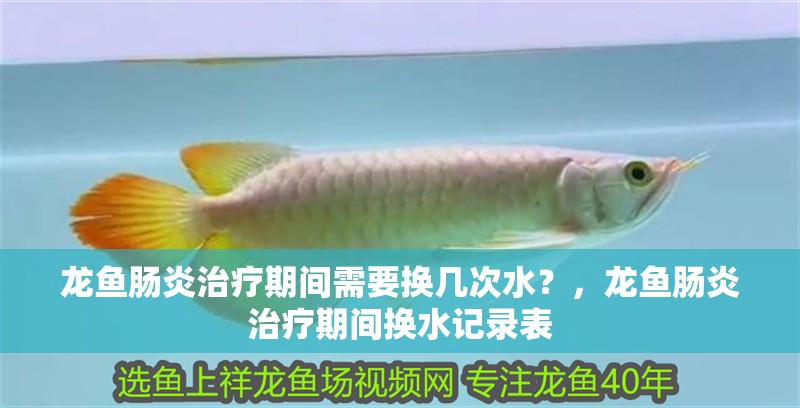 龍魚腸炎治療期間需要換幾次水？，龍魚腸炎治療期間換水記錄表