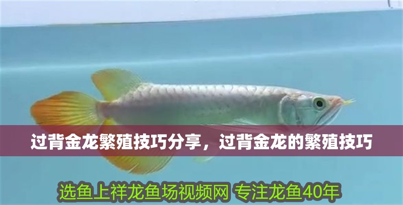 過背金龍繁殖技巧分享，過背金龍的繁殖技巧