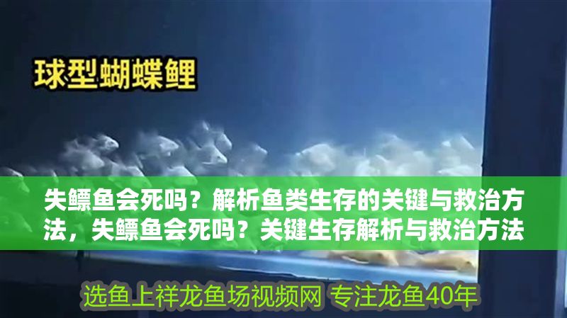 失鰾魚會死嗎？解析魚類生存的關鍵與救治方法，失鰾魚會死嗎？關鍵生存解析與救治方法全指南 失鰾魚會死嗎？解析魚類生存的關鍵與救治方法，失鰾魚會死嗎？關鍵生存解析與救治方法全指南 龍魚百科 第1張