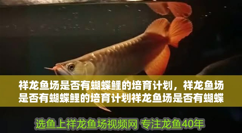 祥龍魚場是否有蝴蝶鯉的培育計劃，祥龍魚場是否有蝴蝶鯉的培育計劃祥龍魚場是否有蝴蝶鯉的培育計劃 祥龍魚場是否有蝴蝶鯉的培育計劃，祥龍魚場是否有蝴蝶鯉的培育計劃祥龍魚場是否有蝴蝶鯉的培育計劃 龍魚百科