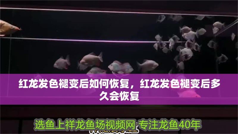 紅龍發色褪變后如何恢復，紅龍發色褪變后多久會恢復