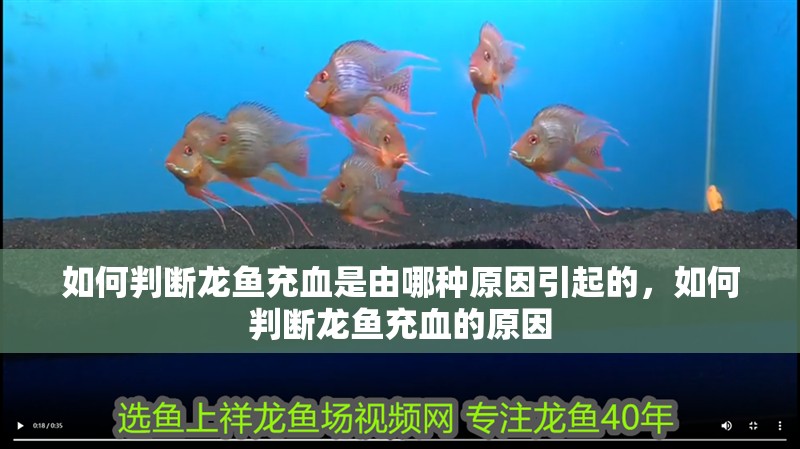 如何判斷龍魚充血是由哪種原因引起的，如何判斷龍魚充血的原因 如何判斷龍魚充血是由哪種原因引起的，如何判斷龍魚充血的原因 龍魚百科