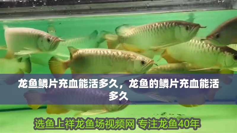 龍魚鱗片充血能活多久，龍魚的鱗片充血能活多久 龍魚鱗片充血能活多久，龍魚的鱗片充血能活多久 龍魚百科