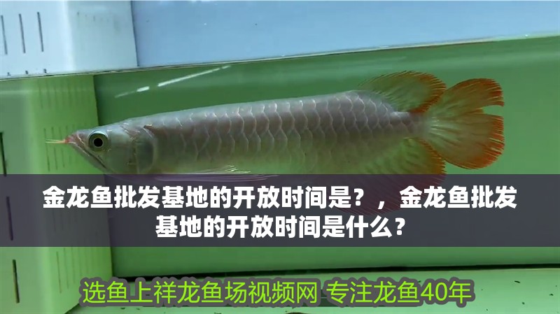 金龍魚批發基地的開放時間是？，金龍魚批發基地的開放時間是什么？