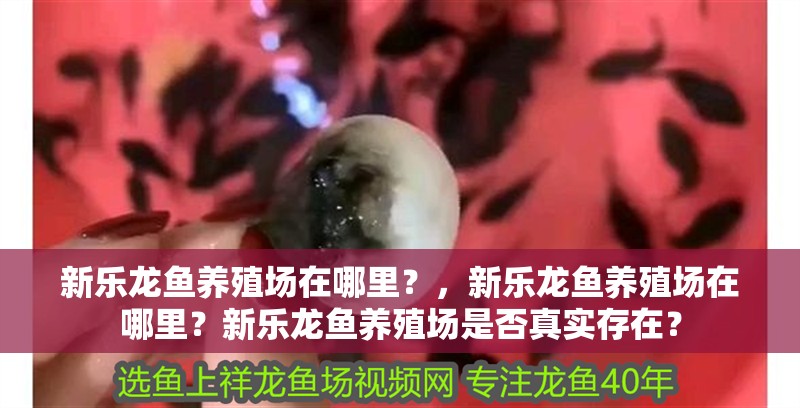 新樂龍魚養殖場在哪里？，新樂龍魚養殖場在哪里？新樂龍魚養殖場是否真實存在？ 新樂龍魚養殖場在哪里？，新樂龍魚養殖場在哪里？新樂龍魚養殖場是否真實存在？ 龍魚百科